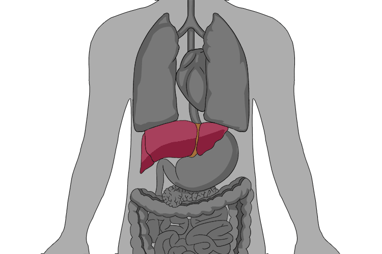 large organ that filters blood and aids in digestion